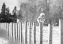 A photo of a snowy owl perched on a fence.